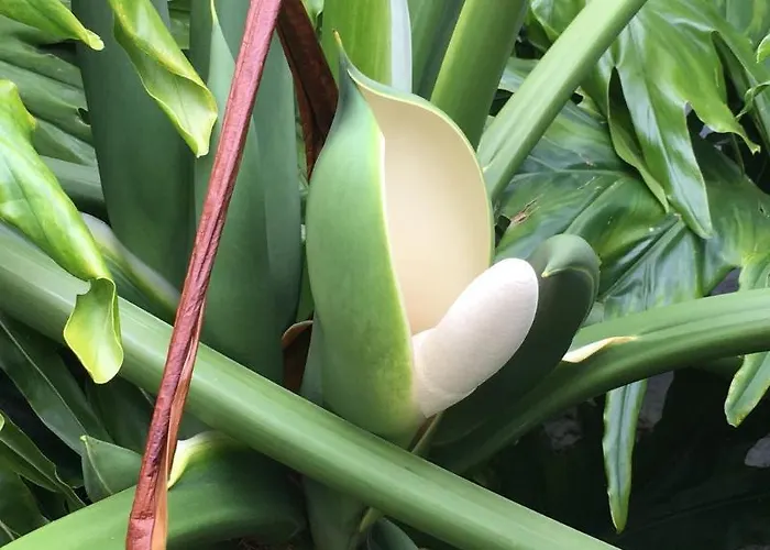 La Ganania Landsted *